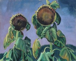 Zwei Sonnenblumen